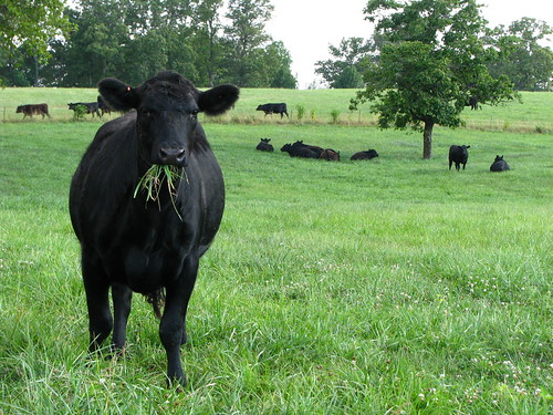 Stealing the Scene-Cattle in Landscape