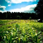 180-Degree-fields 180-Degree-fields
