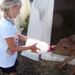 Bottle-Nursing-Calf