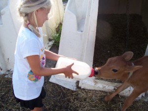 Bottle-Nursing-Calf