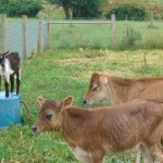 Raw milk farm Raw-Milk-Farm