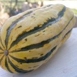 Delicata-Squash