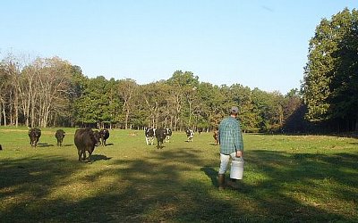 Dry-cows-coming-in Dry-cows-coming-in