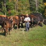 Fresh pasture