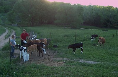 Goat-milk-bottle-calves Goat-milk-bottle-calves