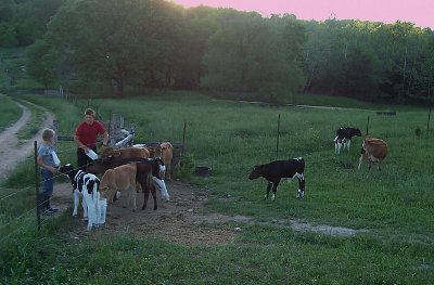 Goat-milk-bottle-calves