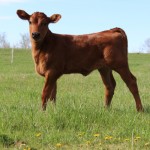 dairy-calf