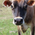 Jersey Cow