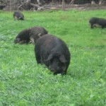 Mangalitsa-Pigs-Grazing