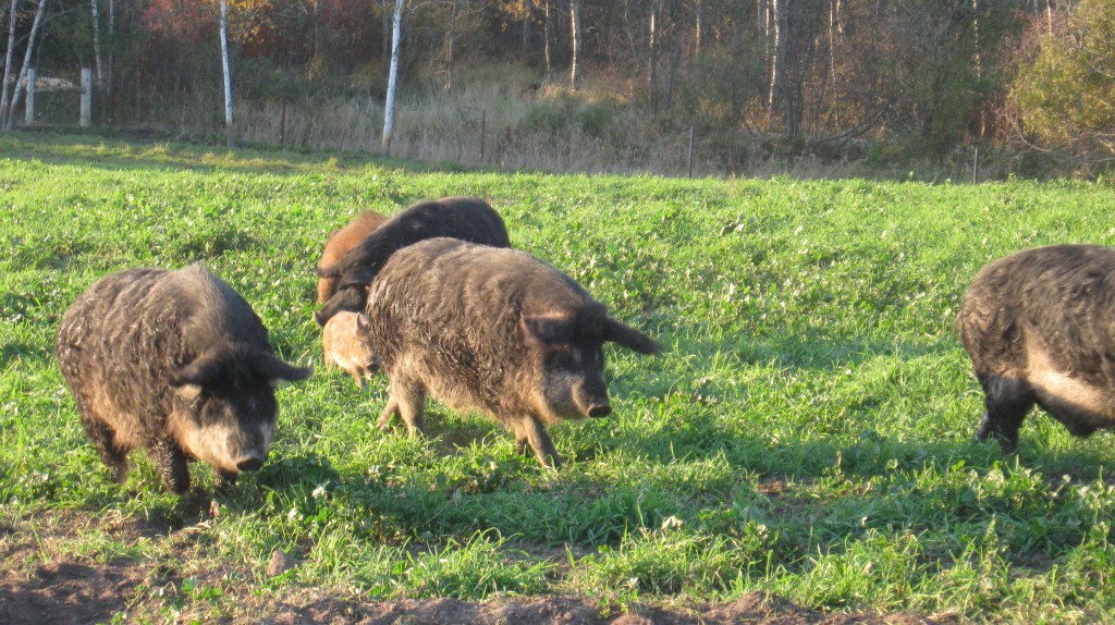 Mangalitsa-Pigs-running