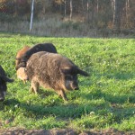 Mangalitsa-Pigs-running