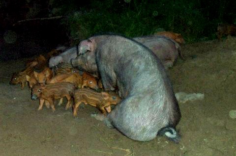 Michigan-pigs Michigan-pigs