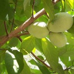 Pawpaw-Fruit