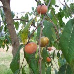 American-Persimmon