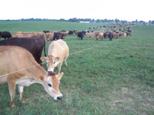 Shank-cows-on-pasture