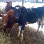 Valley-Girl-Ruby-Mae