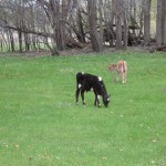 baby-calves