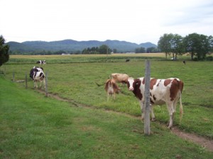 cook-farm-cows cook-farm-cows