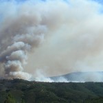 Forest Fire