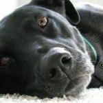 Homemade Food is Good for your Dog homemade-dog-food