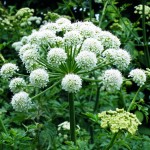 wild-angelica